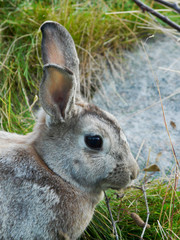 lapin
