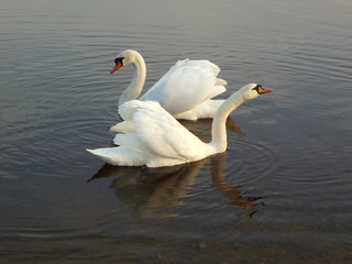 Pair of swans