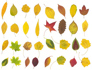 Obraz premium yellow, green and brown autumn leaf isolated on white