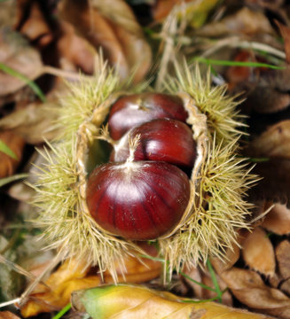 ChataignesBilder StockFotos & Videos. Adobe Stock