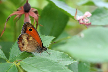 Pyronia tithonus