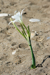 Flower in Sand