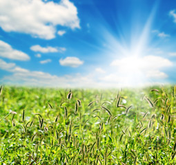 Obraz premium green ears and sun sky