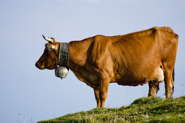 Vache de profil © Nicolas