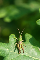 grasshopper
