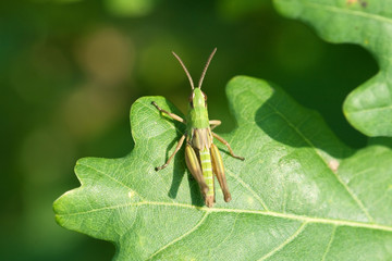 grasshopper