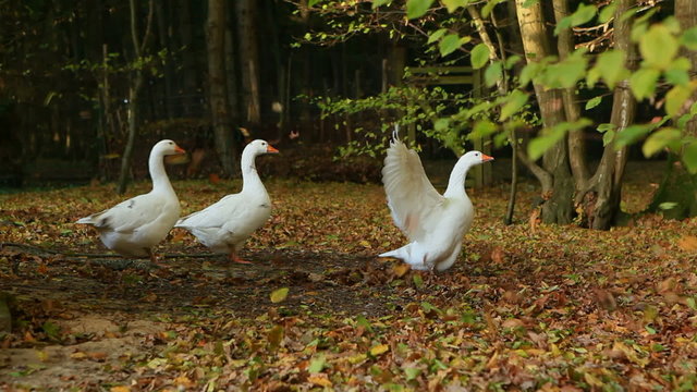 Geese stretching their wings and moving autumn leaves