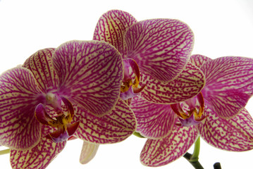 Fototapeta na wymiar Beautiful orchid
