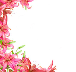 Obraz na płótnie Canvas flowers lily
