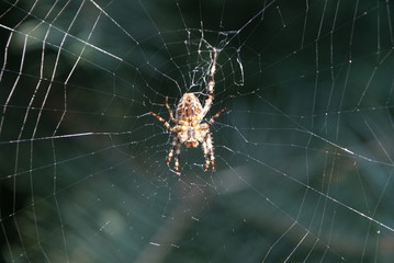 Fototapeta pająk na pajęczynie obraz