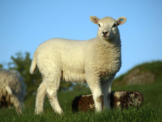 Naklejka na ściany i meble Lamb in the pasture