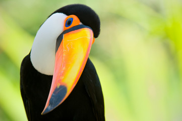 Head close-up of a Toucan