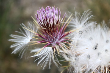 silybum marianum with seeds