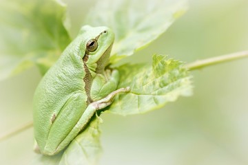 Green frog on a leaf in the forest in the springtime