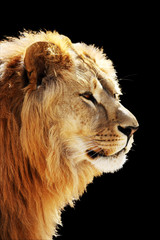 Lion's portrait