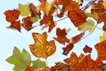 Herbstliches Laub des Tulpenbaums