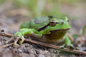 Laubfrosch