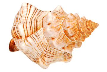 Marine cockleshells