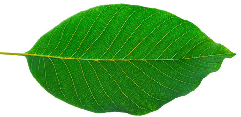 leaf of walnut