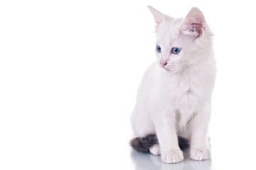 Obraz premium Photo of a cute white kitten isolated on white background.