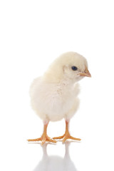 Cute Baby Chick isolated on White