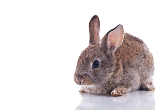 Cute bunny isolated on white with reflection.