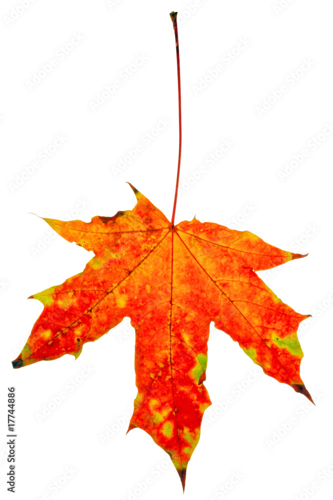 Canvas Prints autumn maple-leaf