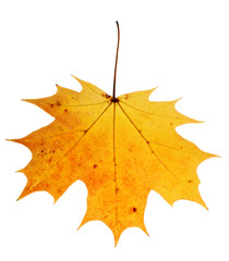 autumn maple-leaf
