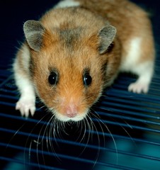 Goldhamster