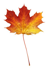 Isolated Autumn Maple Leaf