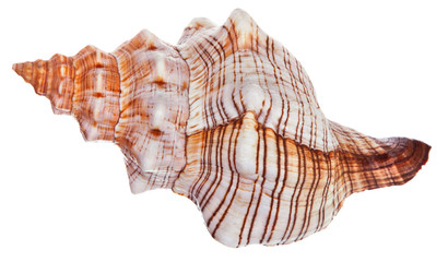 Marine cockleshells