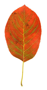 Red Serviceberry Leaf