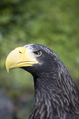Sea eagle