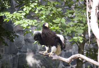 Sea eagle