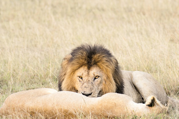 Lions resting after plentiful  feeding