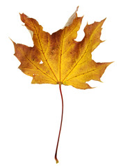Crumpled Orange Maple Leaf