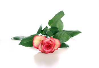 Rosa Rose