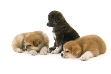 Three  Akita Inu puppy dog on white background