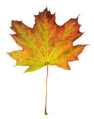 Red Green Maple Leaf