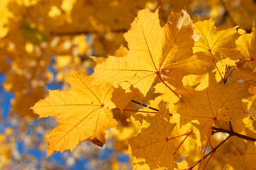 Naklejka na ściany i meble Autumn leaves and the blue sky