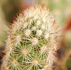 Super macro cactus spikes