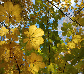 Autumn leaves and the blue sky