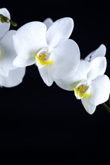 Naklejka na ściany i meble Białe orchidee na czarnym tle