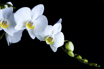 White orchids on black background