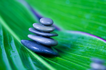 Zen, freshness, stones on plant
