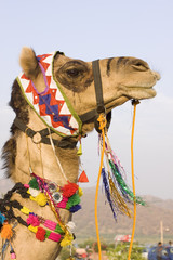 camel profile