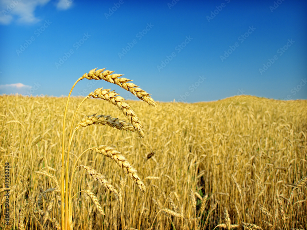 Wall mural wheat and blue sky