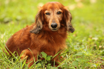 dachshund outdoor closeup