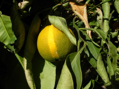 agrumi