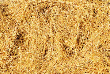 Background from stalks the wheat